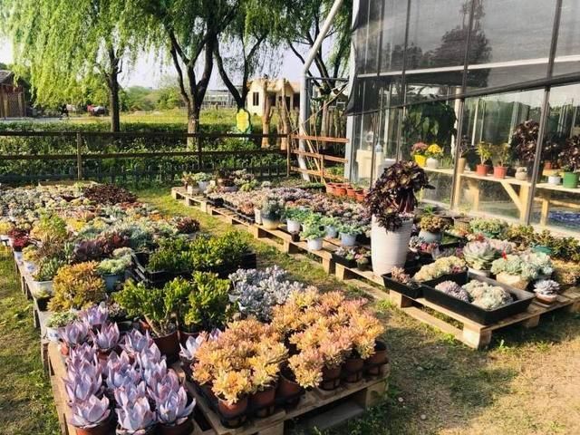  『铁皮石斛』昔日违建变身花博园，各色花卉价格好亲民，还有智慧花盆帮你养花