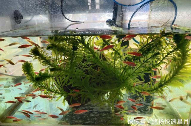  [养鱼老道]饲养或者购买观赏鱼，如何不被他人忽悠，尽量不吃亏上当呢