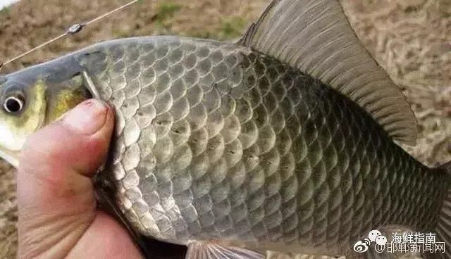 辟谣!“杀条鲫鱼上名校”系谣传，分值仅占1/24