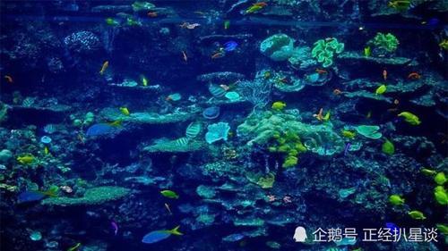 世界第一的水族馆住着鲸鲨和鲸鱼，安检程序无比严格