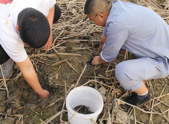  「发现」农村小伙淤泥里发现“它”，真是意外之喜，收获颇丰啊