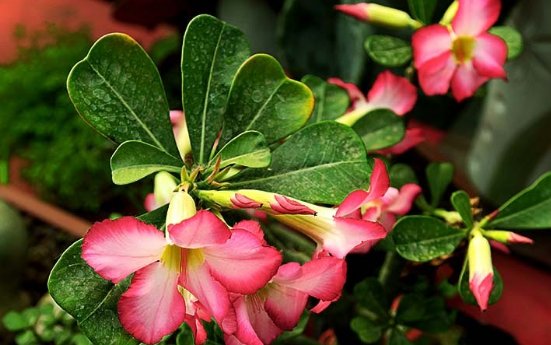  「适合」5款适合懒人的盆栽，一月浇一次水照样活，轻松爆盆很美观