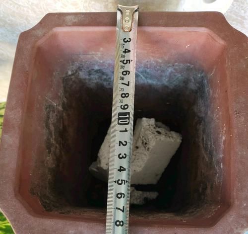 #盆栽#陶粒养花有妙用,学会使用陶粒,花卉盆栽爆盆绿油油又美观