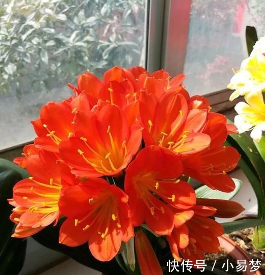  「虎刺梅」这5种花，不要钱也不能养，全都有毒，养了后悔都来不及