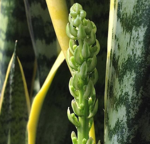  人都喜欢■养花高手，能把普通的植物“养开花”，比如虎皮兰、富贵竹、玉树