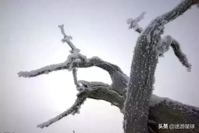 雪后的中国胡杨林，才是真正美爆了!