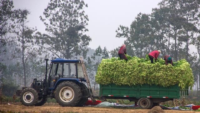  「冬季」农民填空种冬季蔬菜，每亩可增收4000元：家家都能用得