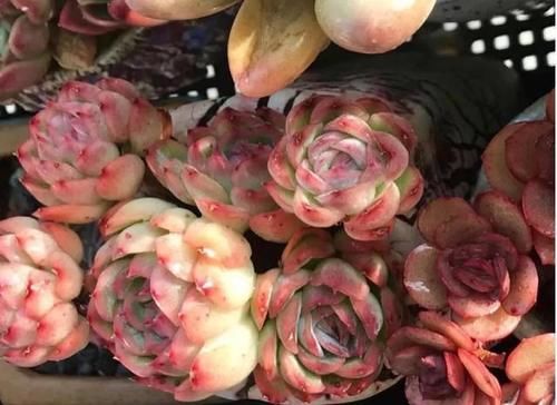  露养■多肉露养好时节：扔外面，1个月没管，美得跟整容了一样！