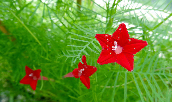  『就可以』这1种花，不光开花数量数不清，还能从夏开到秋！