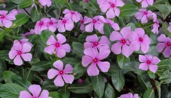 「植物」有一年四季都开的花吗?
