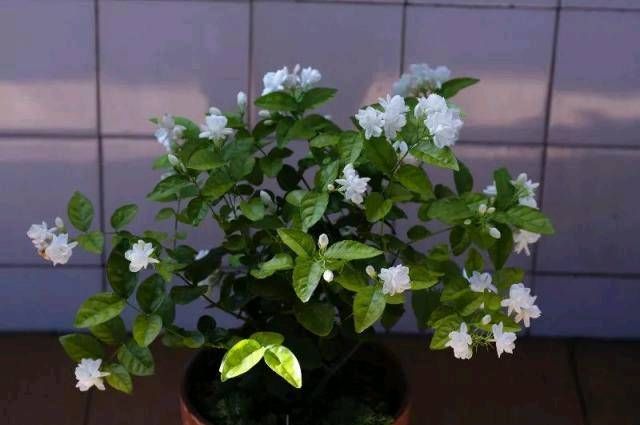  「花肥」吃完西瓜皮就扔？可惜它被制成了肥水，栀子花和茉莉花！