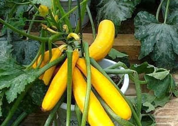 『漂亮』家里种上4种“有机菜”,漂亮好吃,不怕菜价贵,吃完一茬又一茬