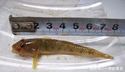 农村这5种鱼已“绝迹”，一条800元成稀罕物，有钱却买不到