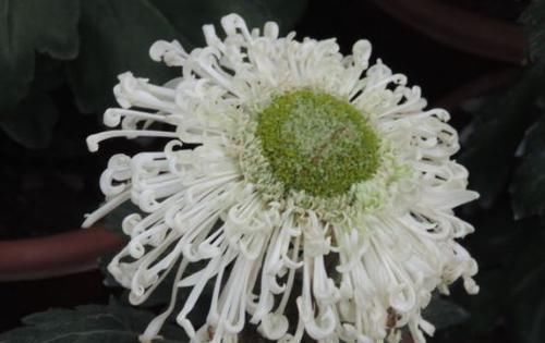  「堪称」喜欢菊花，不如养盆“淡粉千杯”，堪称“珍稀名菊”，素洁美丽！