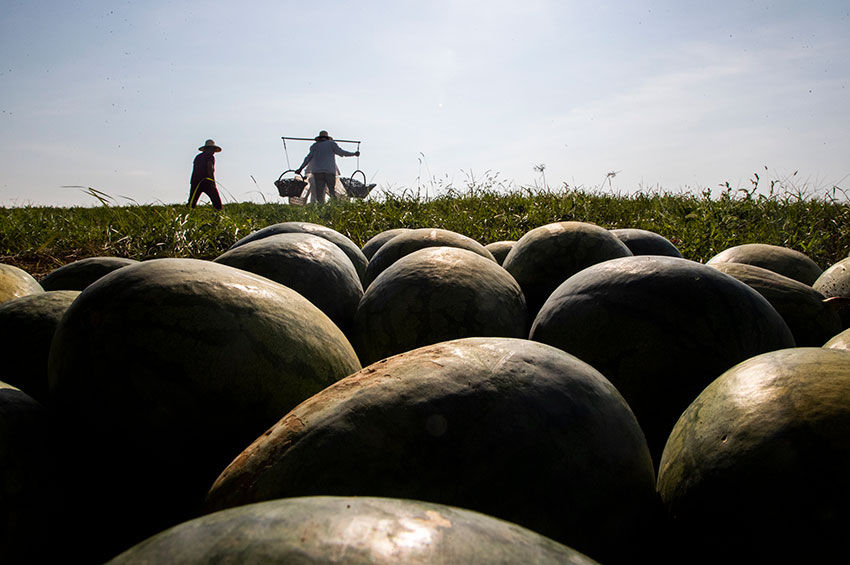 实拍七旬老汉湖边种西瓜，天天吃住瓜庵中，炎热中收获，苦中有乐