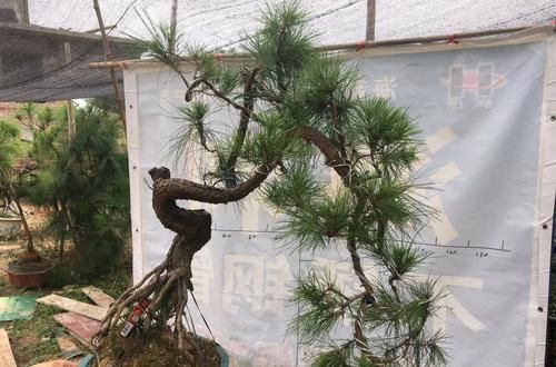 『修剪』喊朋友照顾半年的松树盆景还有救吗?没付工钱的朋友靠不住