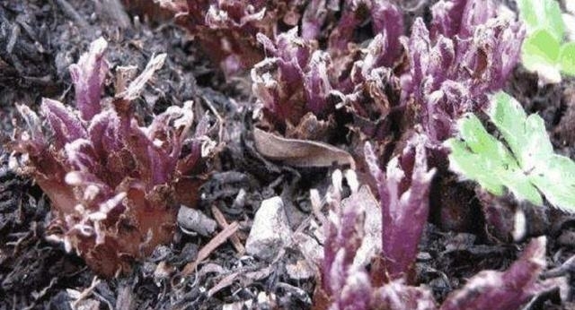 农村，您如果碰到这种植物，可别采挖太多了，价值极高稀罕