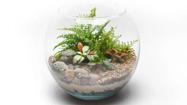  「空气湿度」容易黄叶，植株容易萎蔫的网纹草，掌握这几点后，叶子生长旺盛