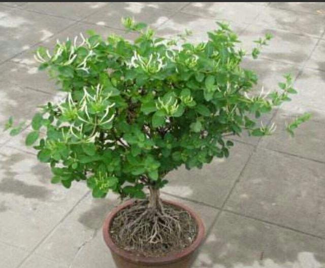 枝条:金银花盆景要怎样修剪,才能更显苍劲古朴、自然优美!