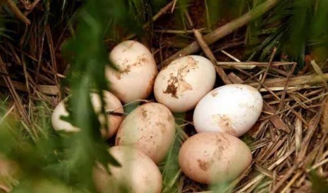  城里人|以前农村土鸡蛋在城里很热销，现在为什么却很少有人购买