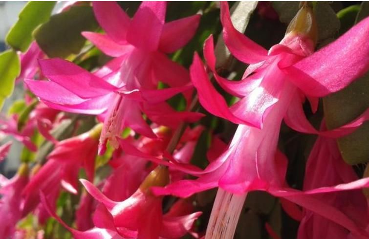  家里■4种花，堪称花界“劳模”，花期长，开花勤，养家里，四季有花赏
