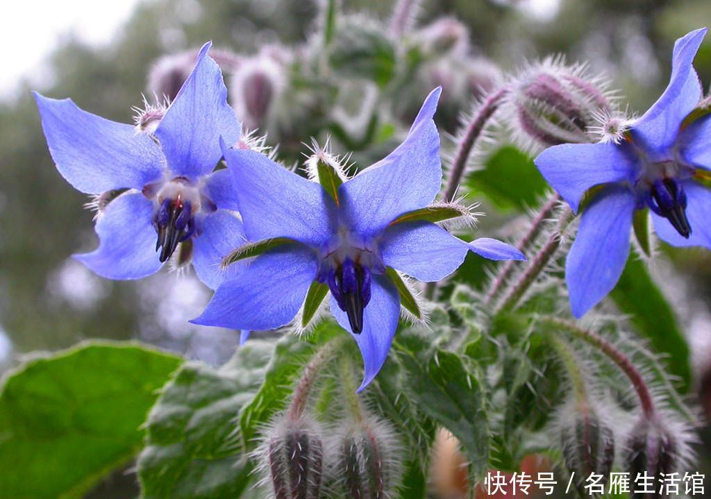  『紫叶生菜』阳台种菜不容错过的6种蔬菜，颜值超高，每一种都很值得种