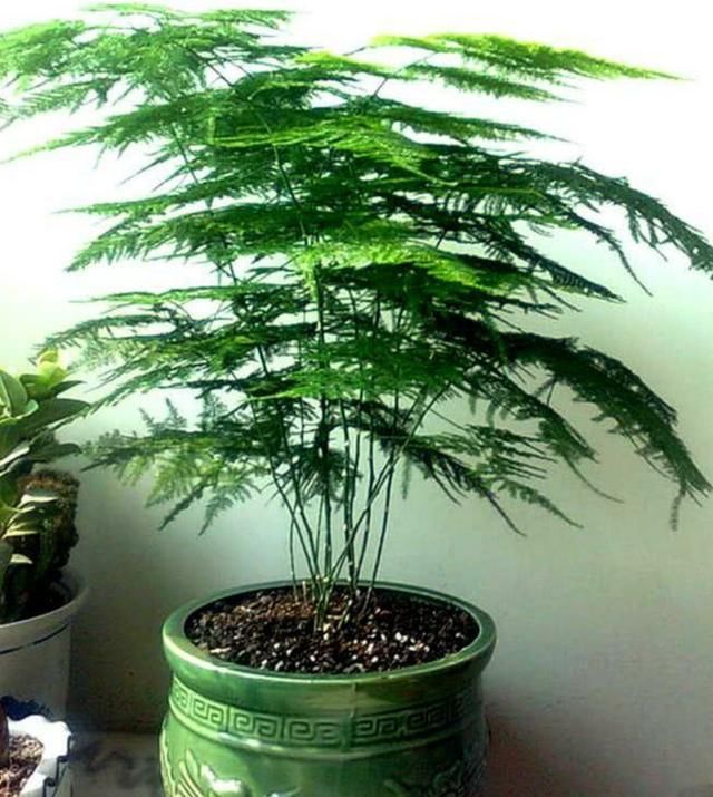  【蒸发量】文竹度夏这样养，不黄叶烂根，郁郁葱葱惹人爱