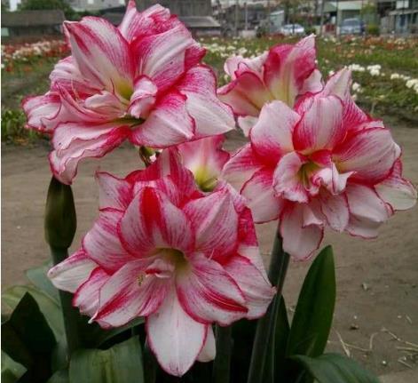 简洁■夏天已到,这款花卉养在家里,花型简洁素雅,花色洁白