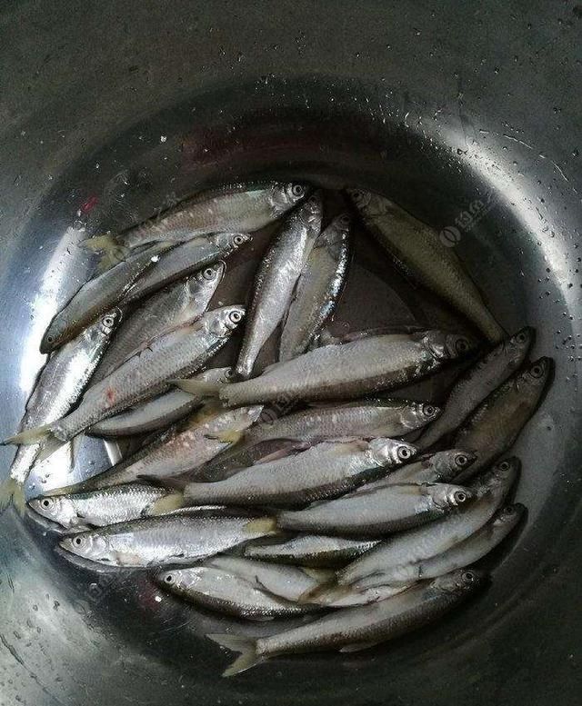 『七星』七星漂钓白条鱼就得这样玩