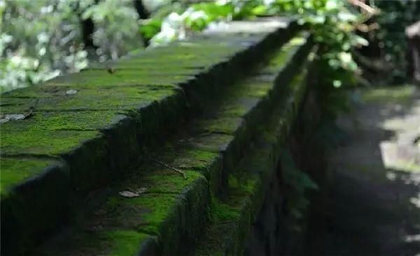 「青苔」一处青苔,美了一个院子