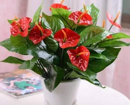  款花@阳台露台种上这4款花，漂亮好养，香气扑鼻，开花一团又一团