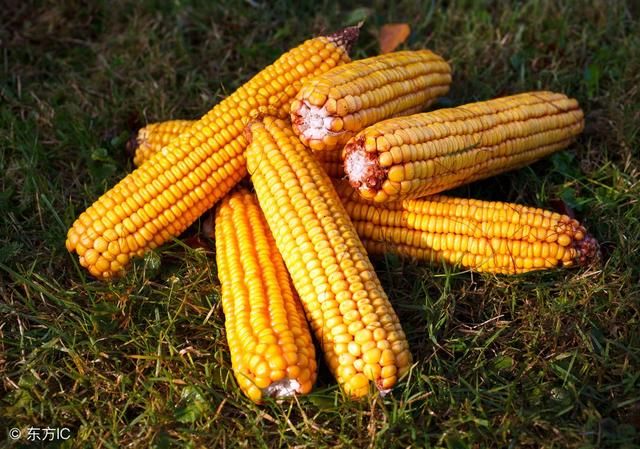 最新消息:山东玉米厂商收购价上涨了!玉米价格