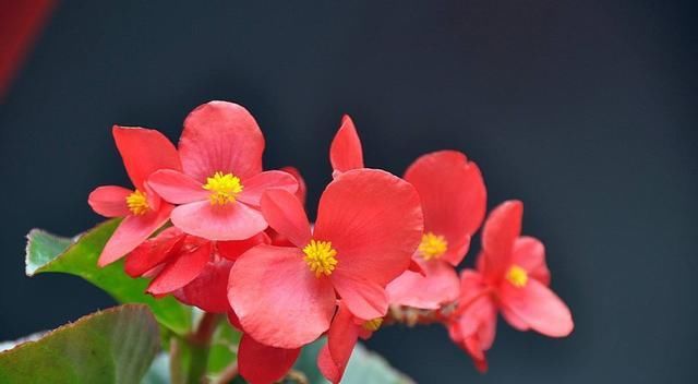  家里■3种花适合养在阳台，常年开花不断，家里养一盆，养出美丽小花园