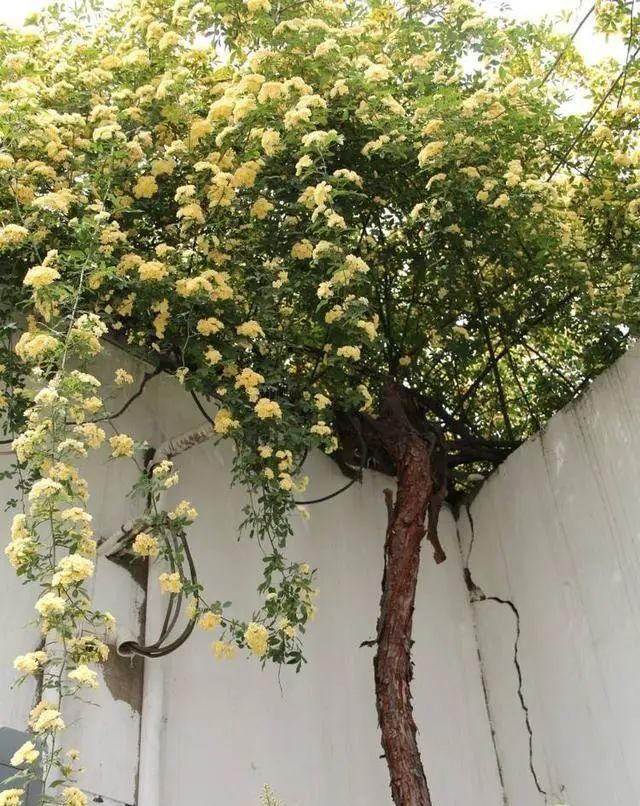  『花期』有院子,一定要养这“7种花”,花量大,花期长,好养又漂亮