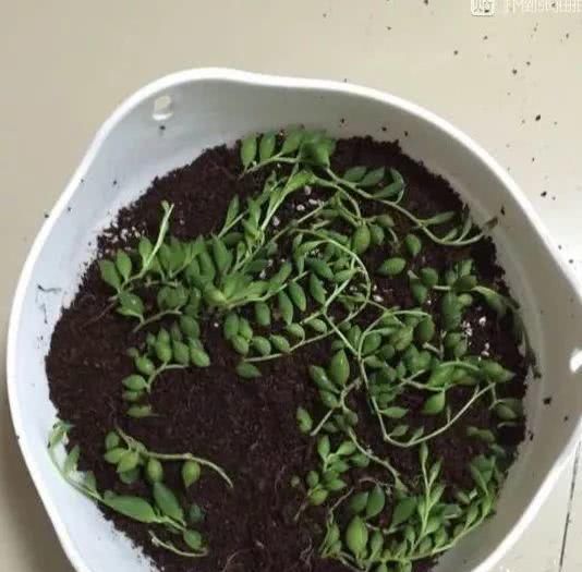好养理由■这5种花命真大,掐个枝就能活,长满家里空地!