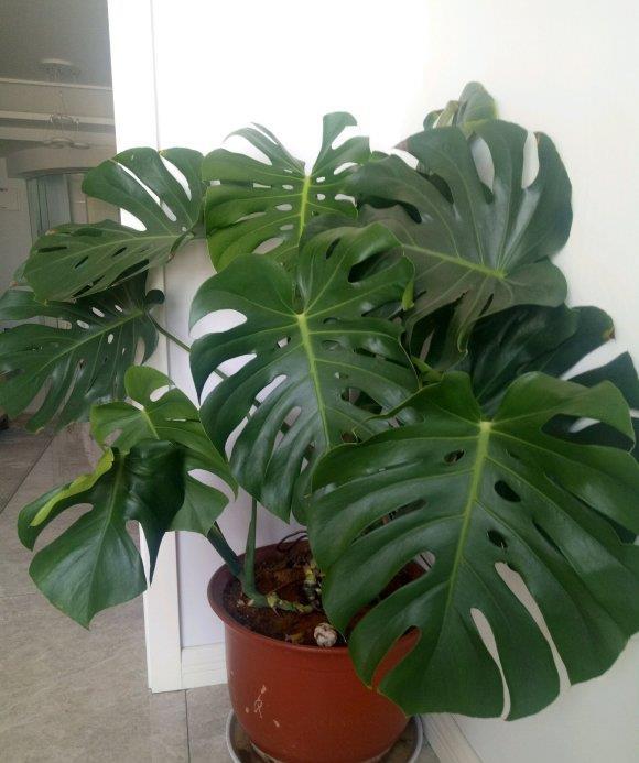 『气温』客厅养龟背竹,谨记“4点”,叶子大开背早,不倒伏,长的高