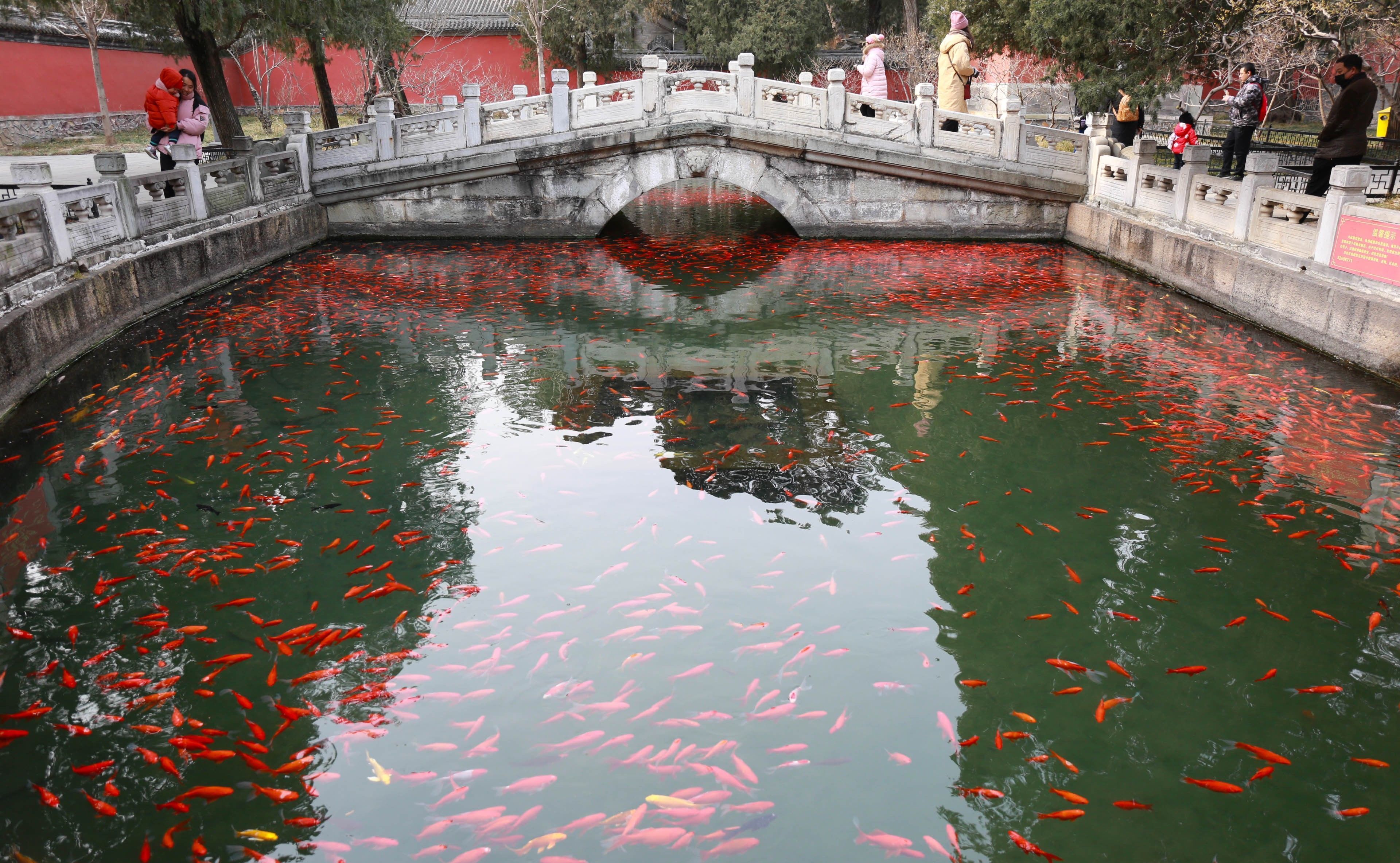 北京一放生池变“水煮鱼”，200平米水池挤满上万条“放生鱼”