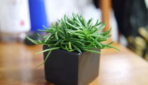  『适合』长相奇特、特小众的多肉植物，适合养在窗台边，变成室内盆栽