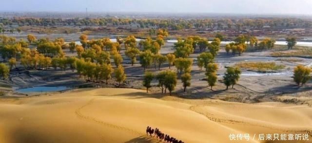  #胡杨林#我国当年在最大沙漠，种植了上亿棵胡杨林，如今怎么样