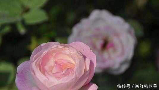  「花色」花色美丽，花期长，这几款盆栽是观赏佳品，来欣赏下吧