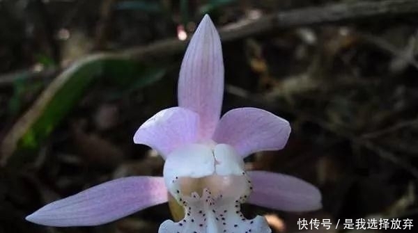  「黄花独蒜兰」正在消失的美丽：稀有兰花