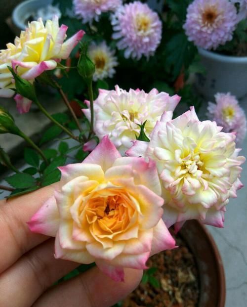  『这款』阳台首选这款花，不用费心，开花爆盆美如画，花开似精灵飞舞，艳