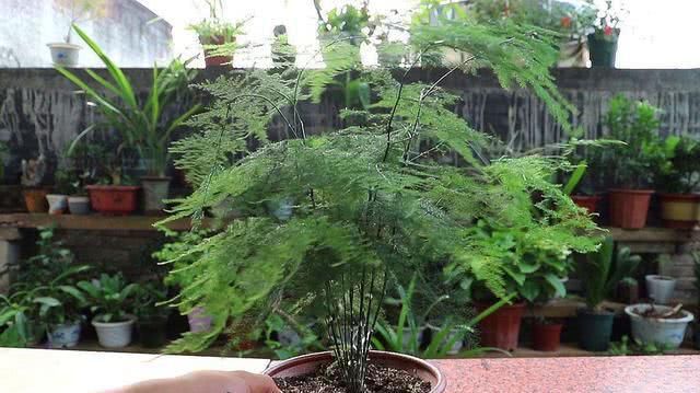  剪刀|文竹干枯似柴火，一剪刀全剪了，新生的叶子油亮亮