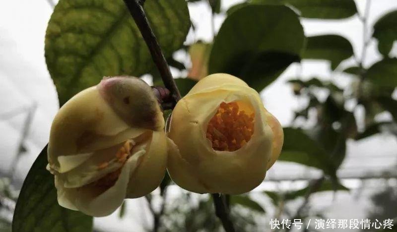  「李时珍」李时珍一辈子没找到的花,广西贫困户种它发大财