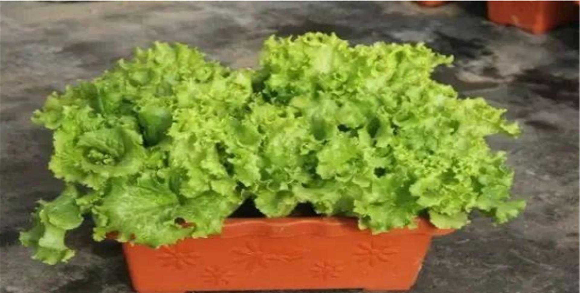 『蔬菜』想在阳台种菜?就选这五种蔬菜吧!易养又非常容易爆盆!