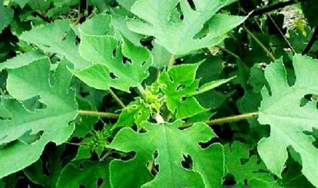  「构树」果实能食用，用途广泛，专家都说浑身是宝的树，农民却