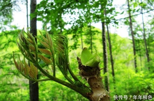 农村一种植物，以前很常见，被农民忽略，殊不知其嫩芽要80元一斤