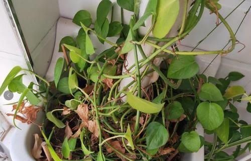  【气生根】绿萝，养两年就黄叶，“猫腻”在这，知道的人不多！