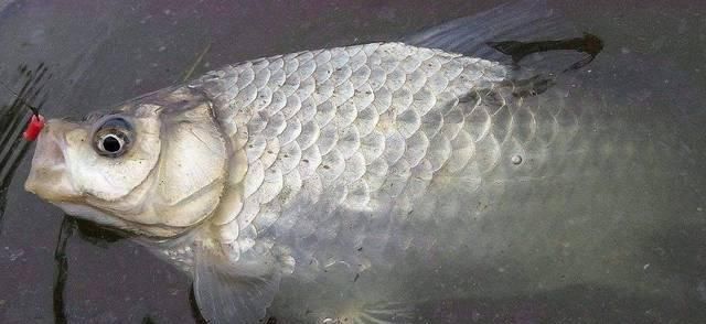  『钓友』春季钓鲫鱼怎么选择位置呢？钓浅还是钓深呢，看老钓友都是怎么做