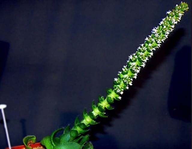  拟石莲属：这些多肉一开花就容易挂掉，你可要多注意了！